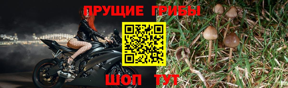 Галлюциногенные грибы MAGIC MUSHROOMS  Вход с VPN  Донской 